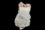 1.6" Oreodont (Merycoidodon) Jaw Section - South Dakota - #157340-1